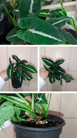 Продам сингониум Вендланда Лонг Лиф - Кондитерские принадлежности в Саратов