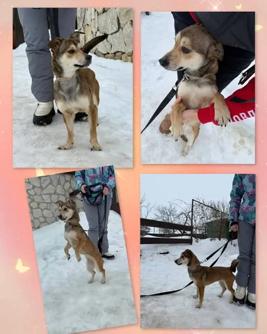 Щенок Белла 11 месяцев ищет дом - Скот в Энгельс