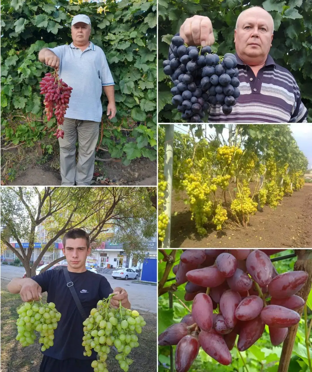 Продажа саженцев винограда 70 сортов весенней генерации 2026 года - Садоводство (Хобби и отдых) в Энгельс