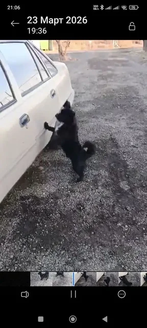 Песик ищет семью - частное объявление в Энгельс