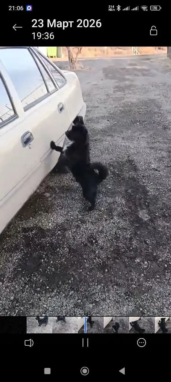 Песик ищет семью - Собаки (Животные) в Энгельс