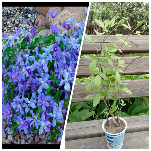 Клематис АРАБЕЛЛА - частное объявление в Энгельс