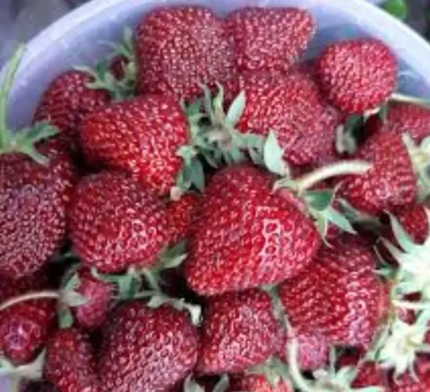 Саженцы клубники РУБИНОВЫЙ КУЛОН ОКС - Садоводство в Энгельс