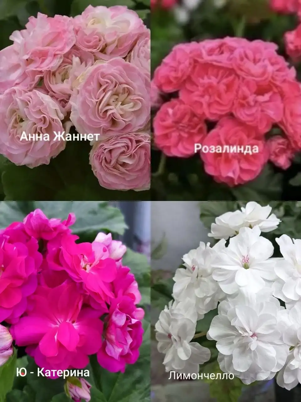 Продам сортовые пеларгонии - Растения (Хобби и отдых) в Энгельс