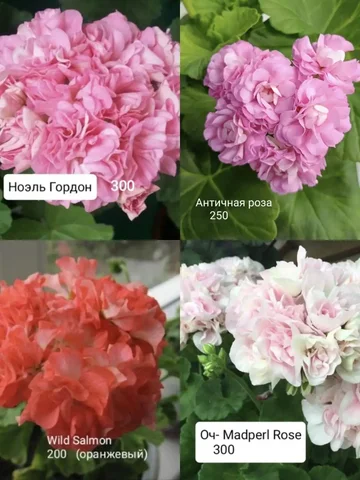 Продам сортовые пеларгонии - Двери в Энгельс