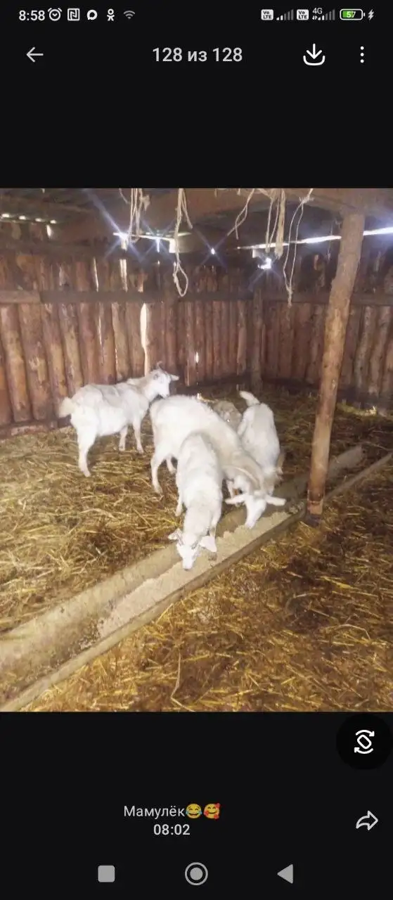 Продам коз (5 штук) - Козы (Животные) в Энгельс