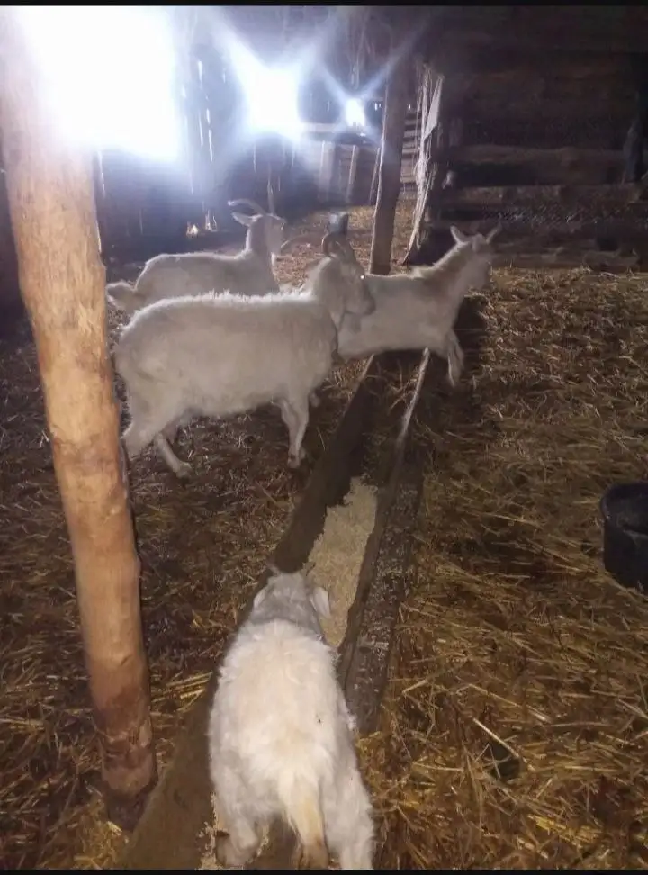 Продам коз (5 штук) - Козы (Животные) в Энгельс