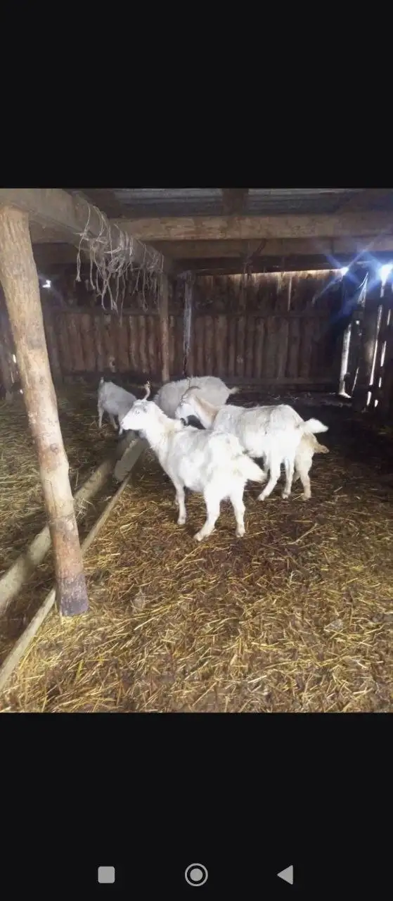 Продам коз (5 штук) - Козы (Животные) в Энгельс