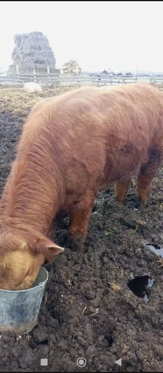 Продажа быков на племя - Крупный рогатый скот (Животные) в Энгельс