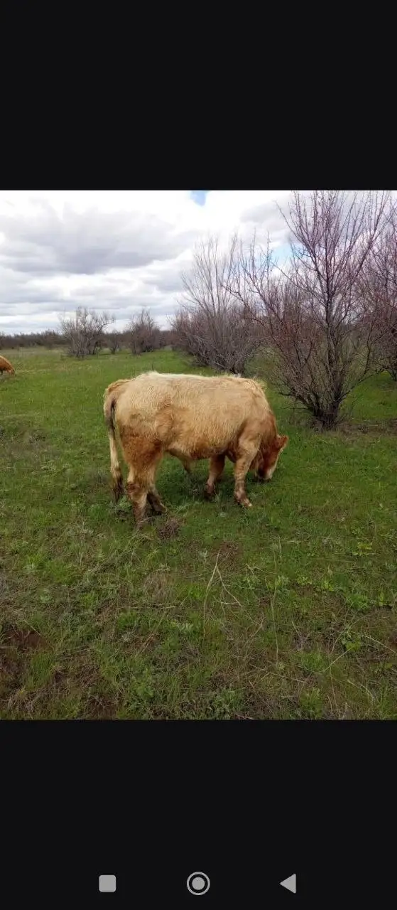 Продажа быков на племя - Крупный рогатый скот (Животные) в Энгельс