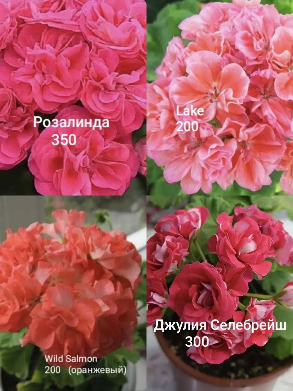 Продам сортовые пеларгонии - Растения в Энгельс