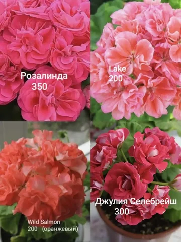 Продам сортовые пеларгонии - частное объявление в Энгельс
