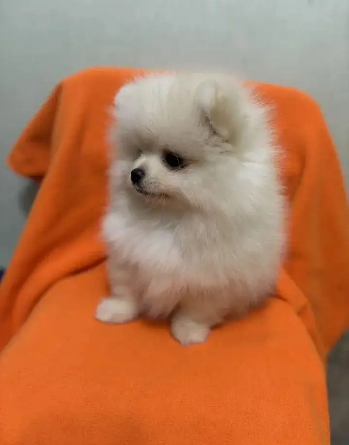 Щенки для бесплатного забора - Собаки (Животные) в Астрахань