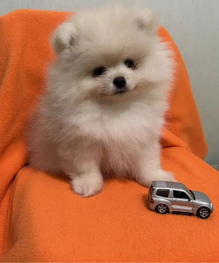 Щенки для бесплатного забора - Собаки (Животные) в Астрахань