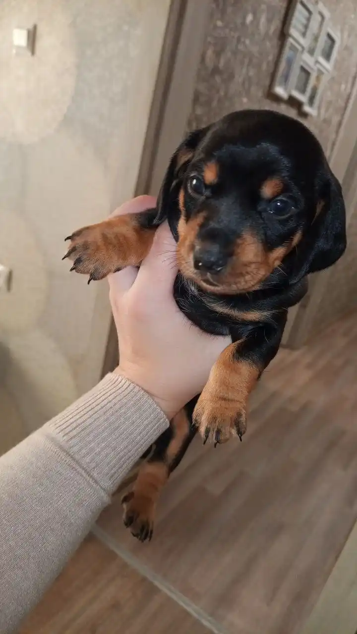 Щенок кроличьей таксы