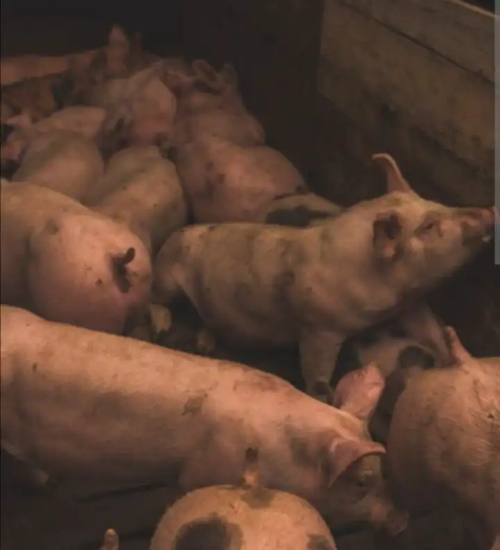 Продажа фермерской продукции