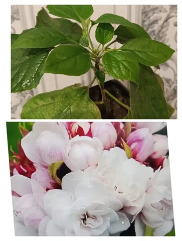 Клеродендрум филлипинский для дома - частное объявление в Новосибирск