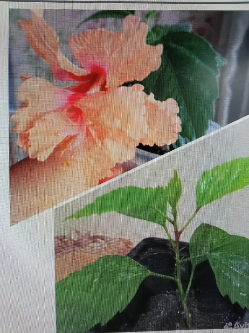 Продам гибискус в горшке