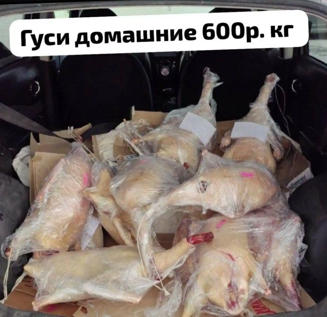 Домашние гуси