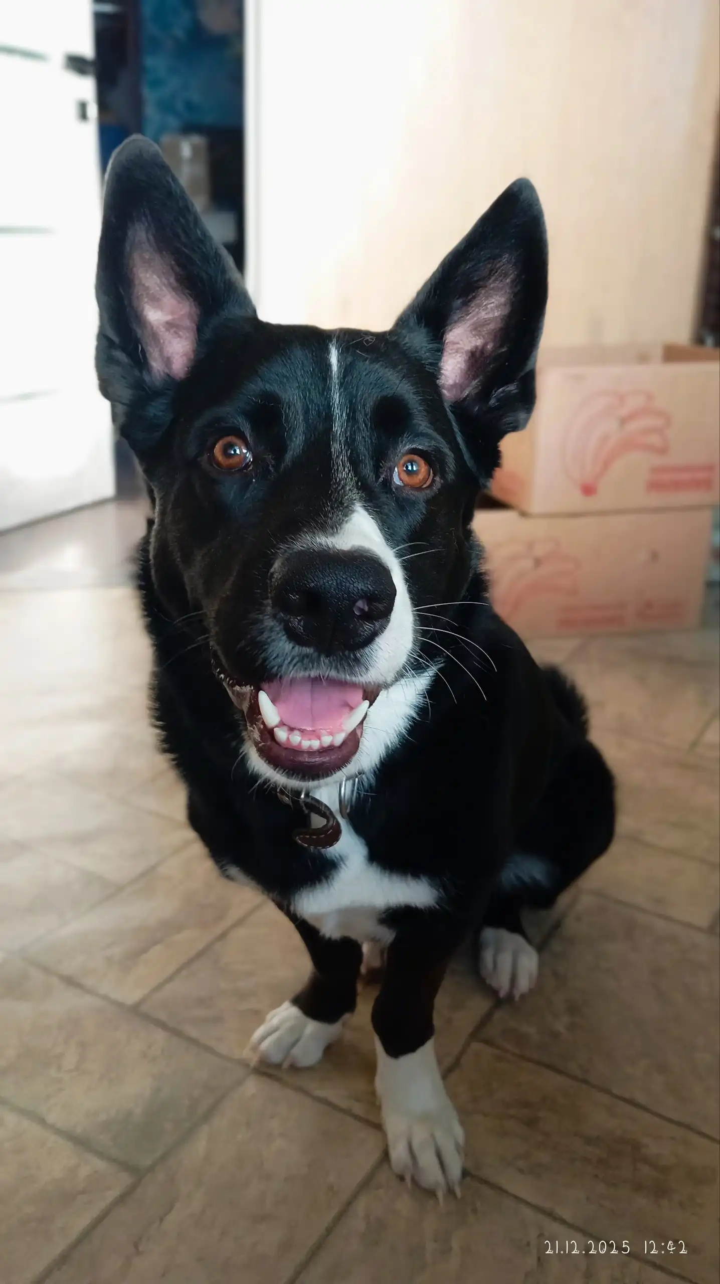 Отдам собаку