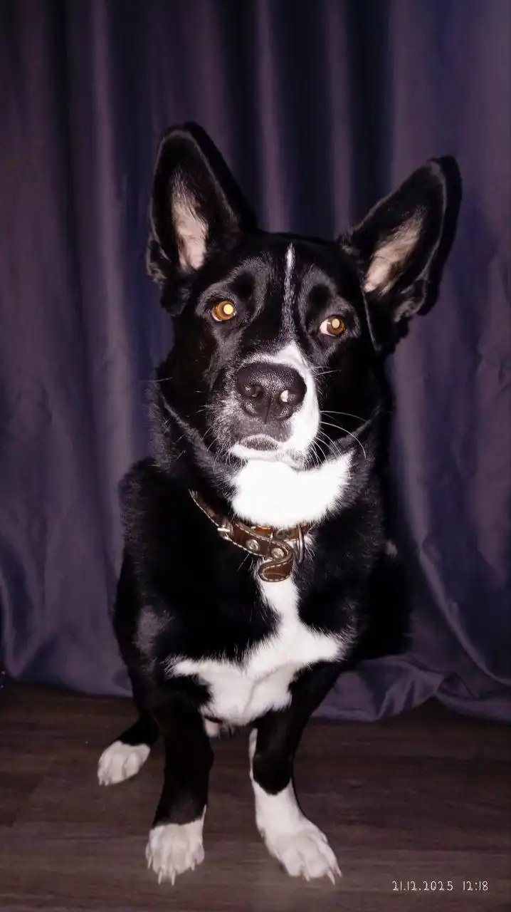 Отдам собаку