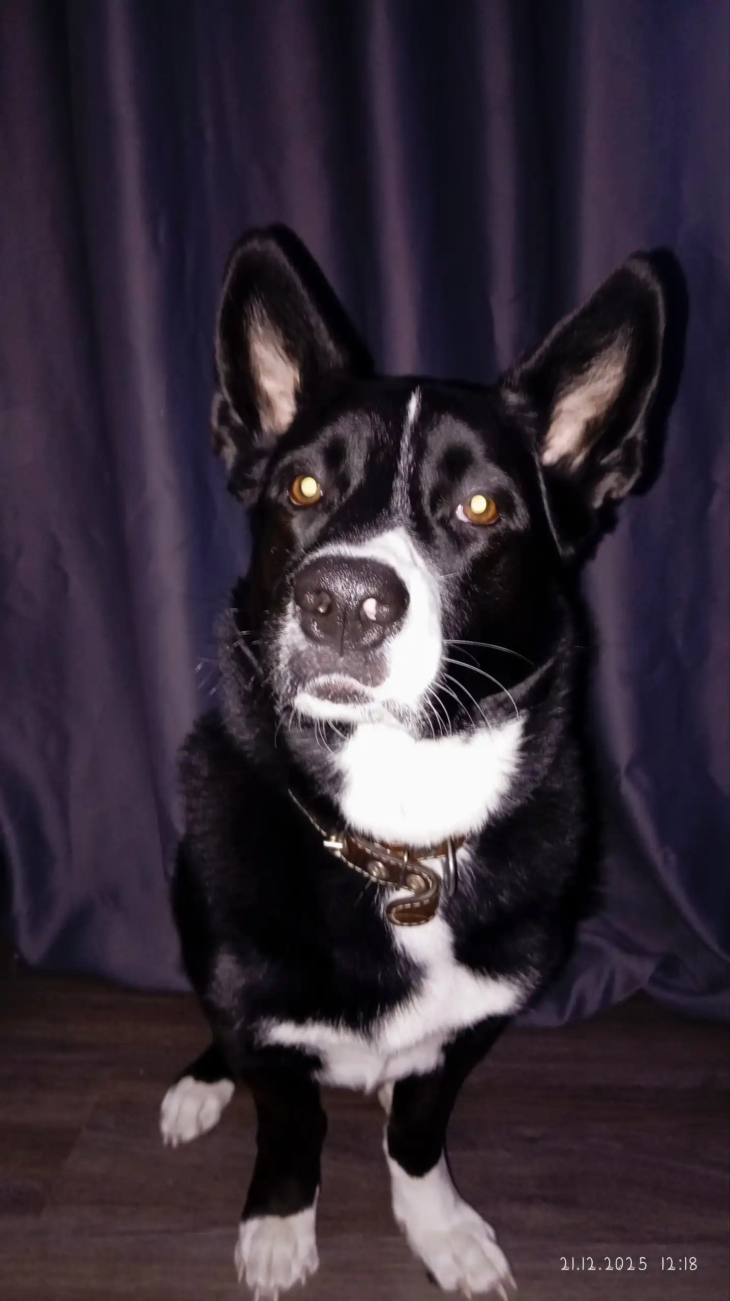 Отдам собаку