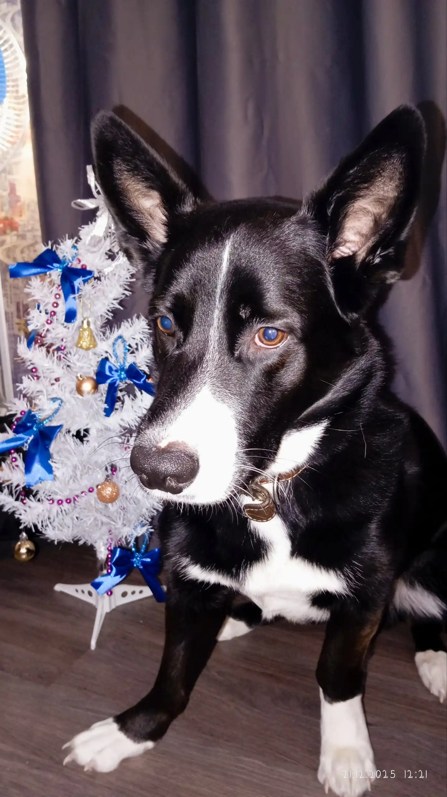 Отдам собаку