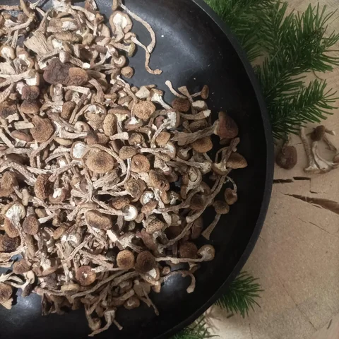 Продажа сушеных опят с Алтая 2025 года - Разное в Новосибирск