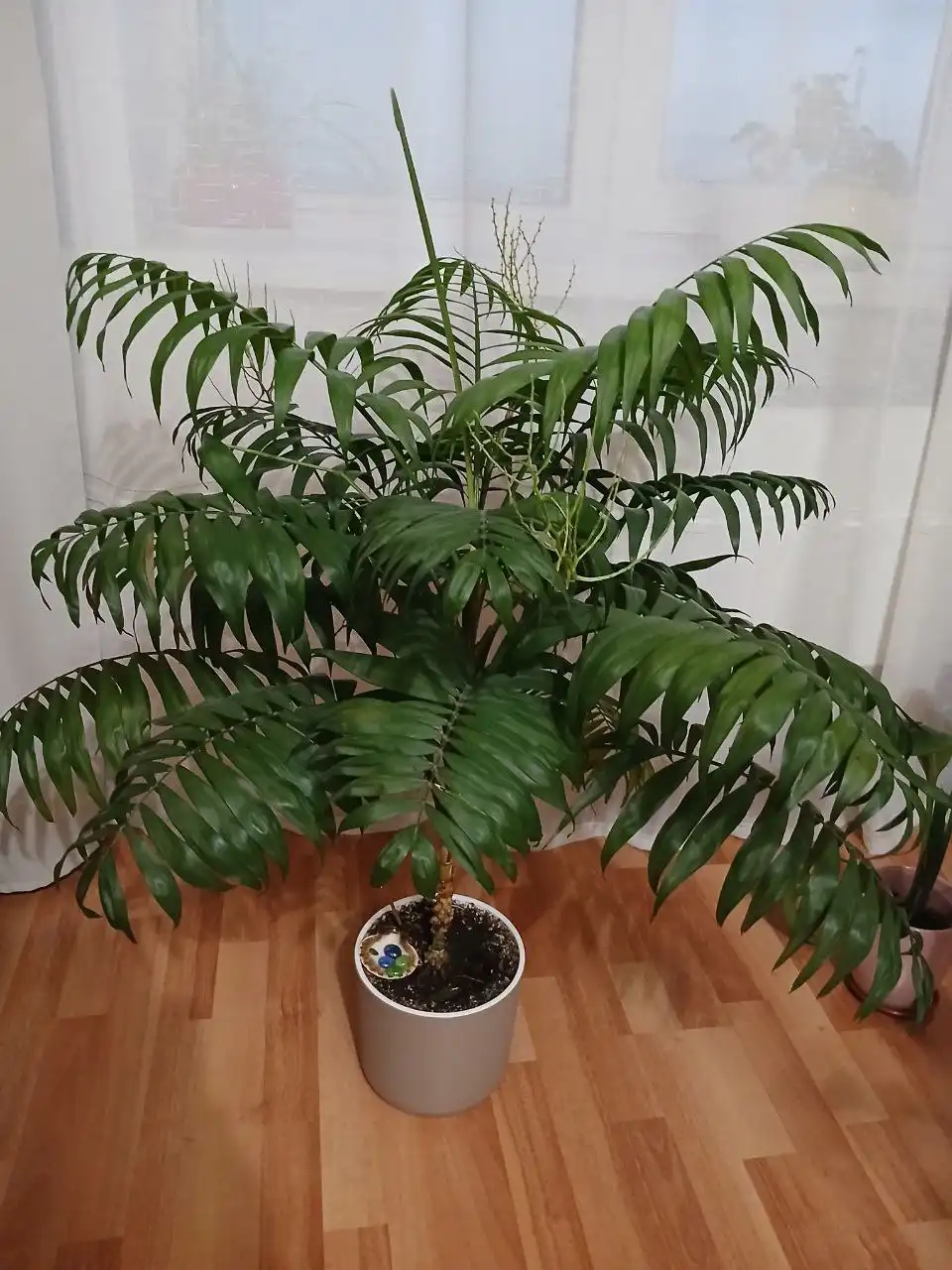 Продам домашние растения - Растения (Барахолка) в Новосибирск