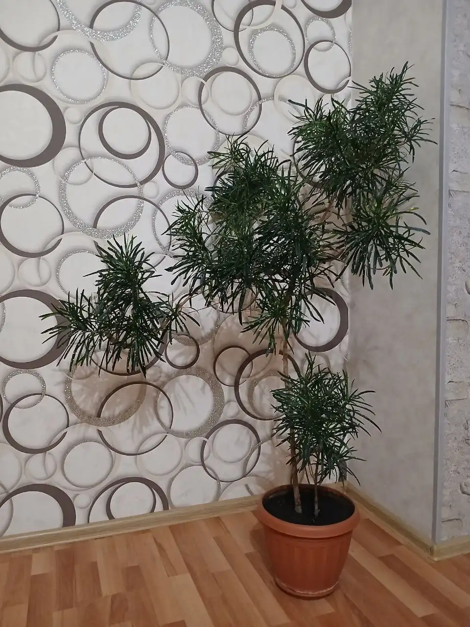 Продам домашние растения - Растения (Барахолка) в Новосибирск