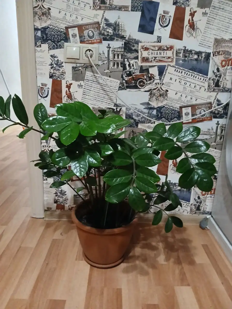 Продам домашние растения - Растения (Барахолка) в Новосибирск