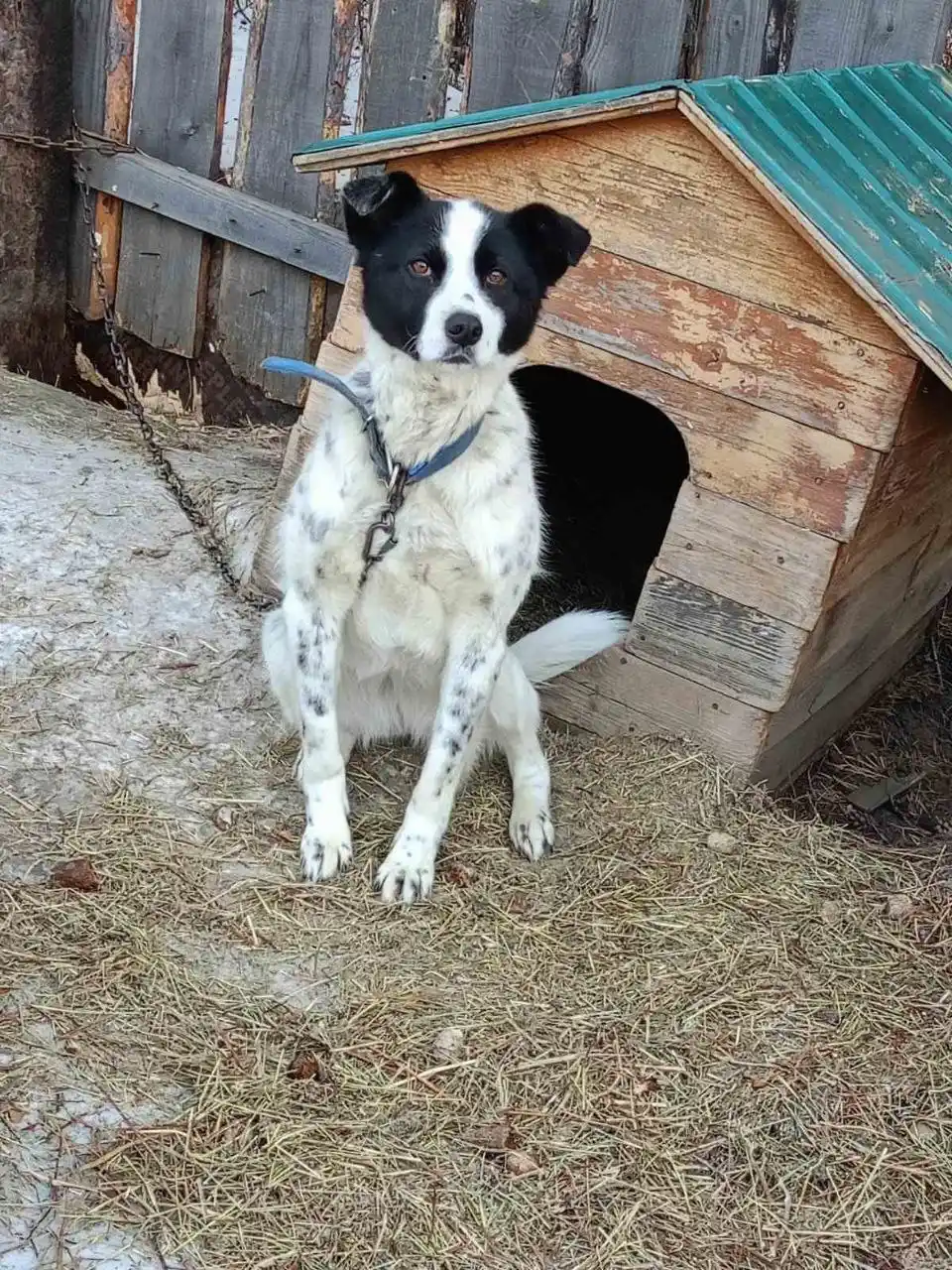 Ищем дом для собаки Белки - Животные в Нижний Новгород