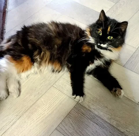 Трехцветная кошечка ищет дом - Животные в Нижний Новгород