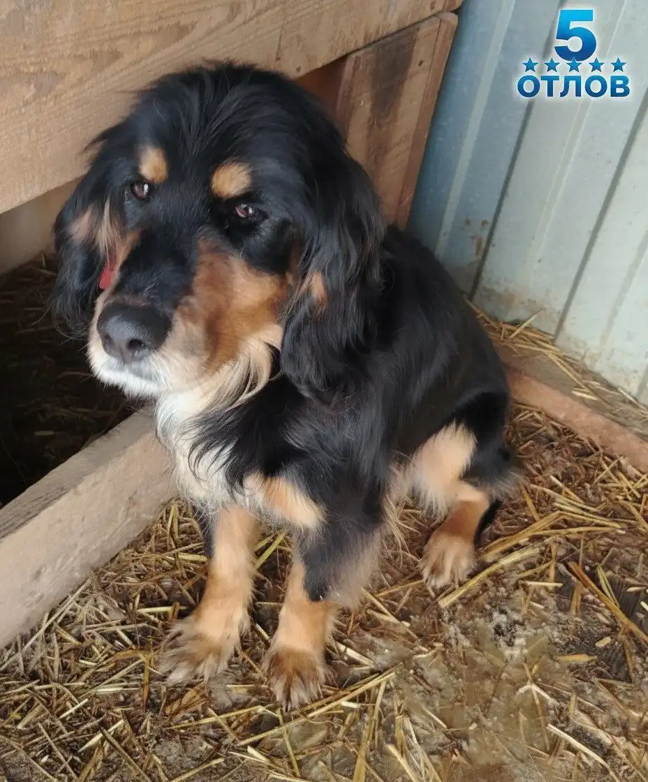 Животные в поисках дома