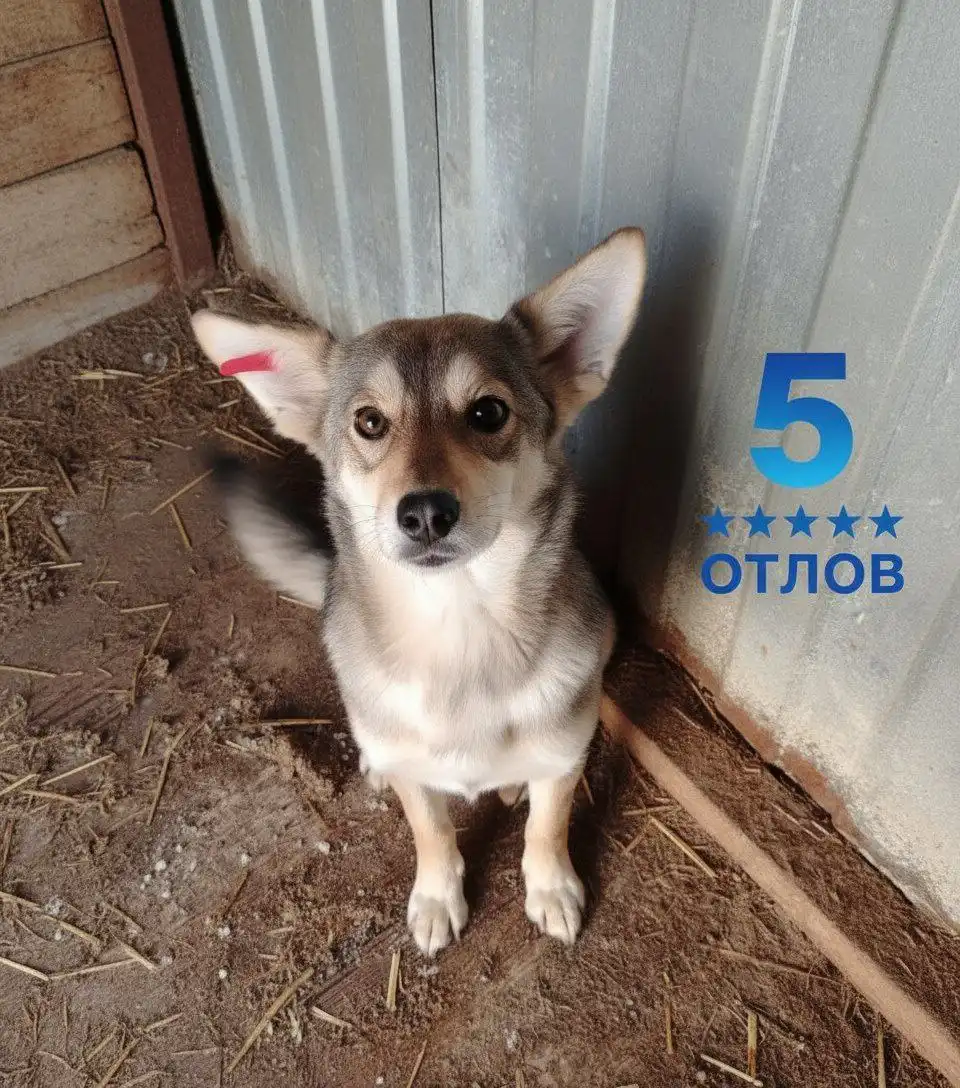 Животные в поисках дома