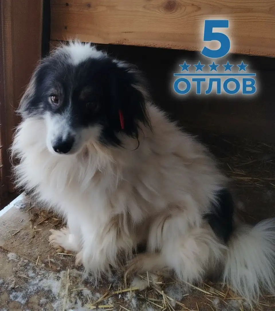 Животные в поисках дома