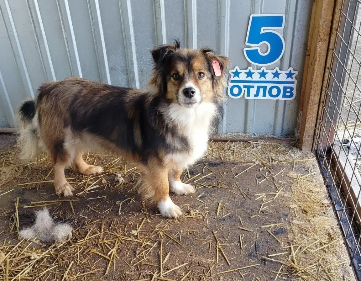 Животные в поисках дома