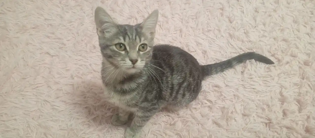 Отдам котенка в добрые руки - Кошки (Животные) в Оренбург