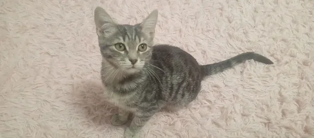 Отдам котенка в добрые руки - Животные в Оренбург