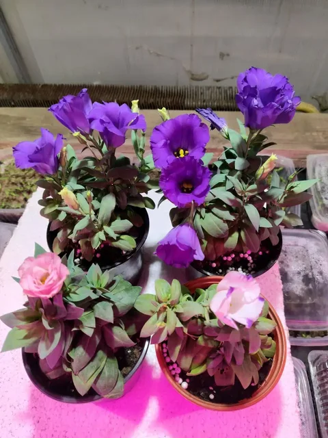 Эустома в кашпо 1 литр - частное объявление в Оренбург