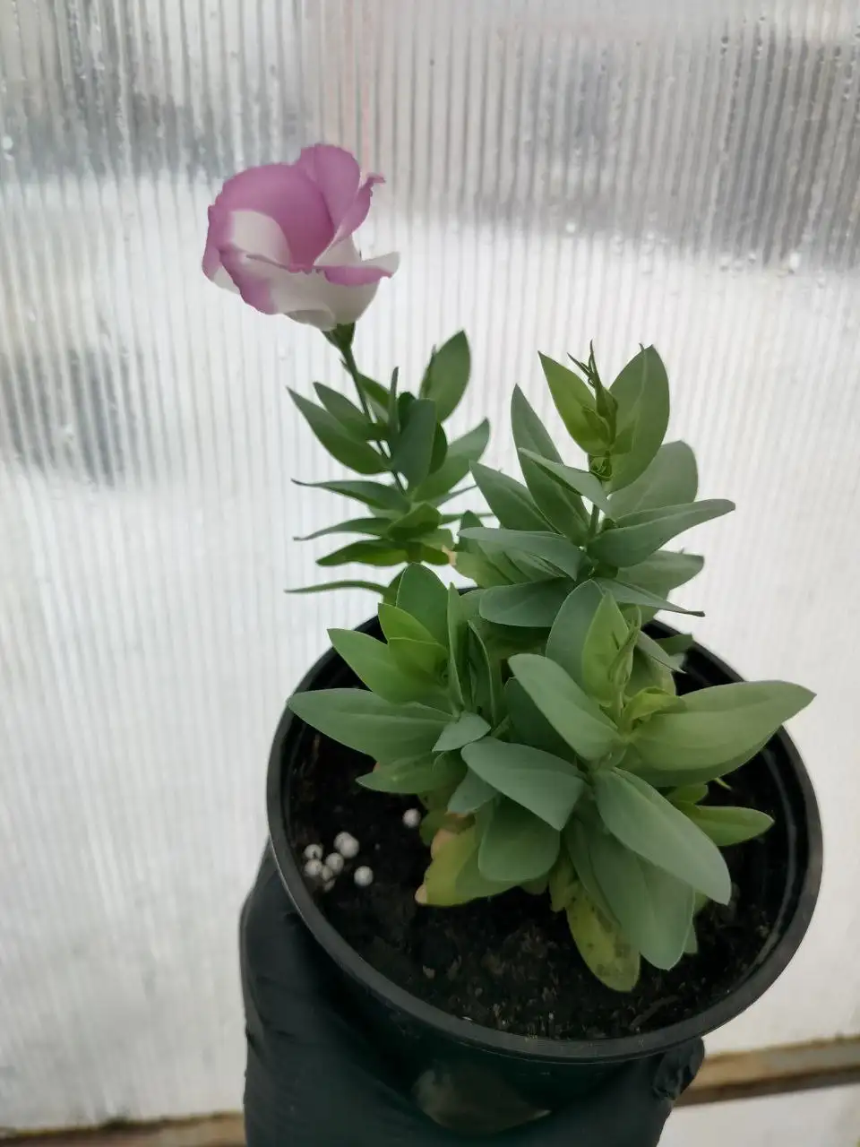 Эустома в кашпо 1 литр - Растения (Барахолка) в Оренбург