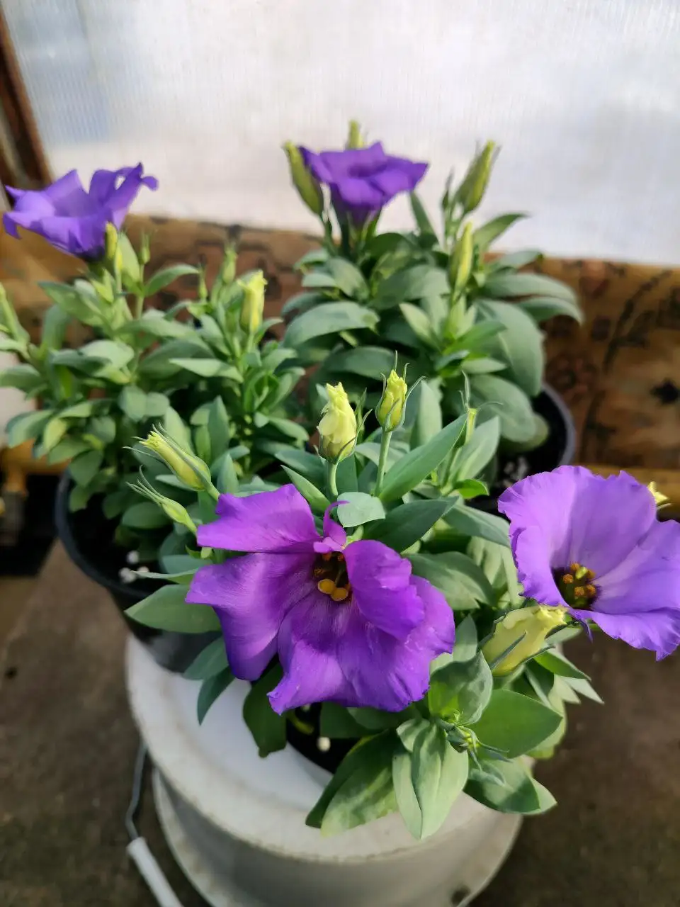 Эустома в кашпо 1 литр - Растения (Барахолка) в Оренбург