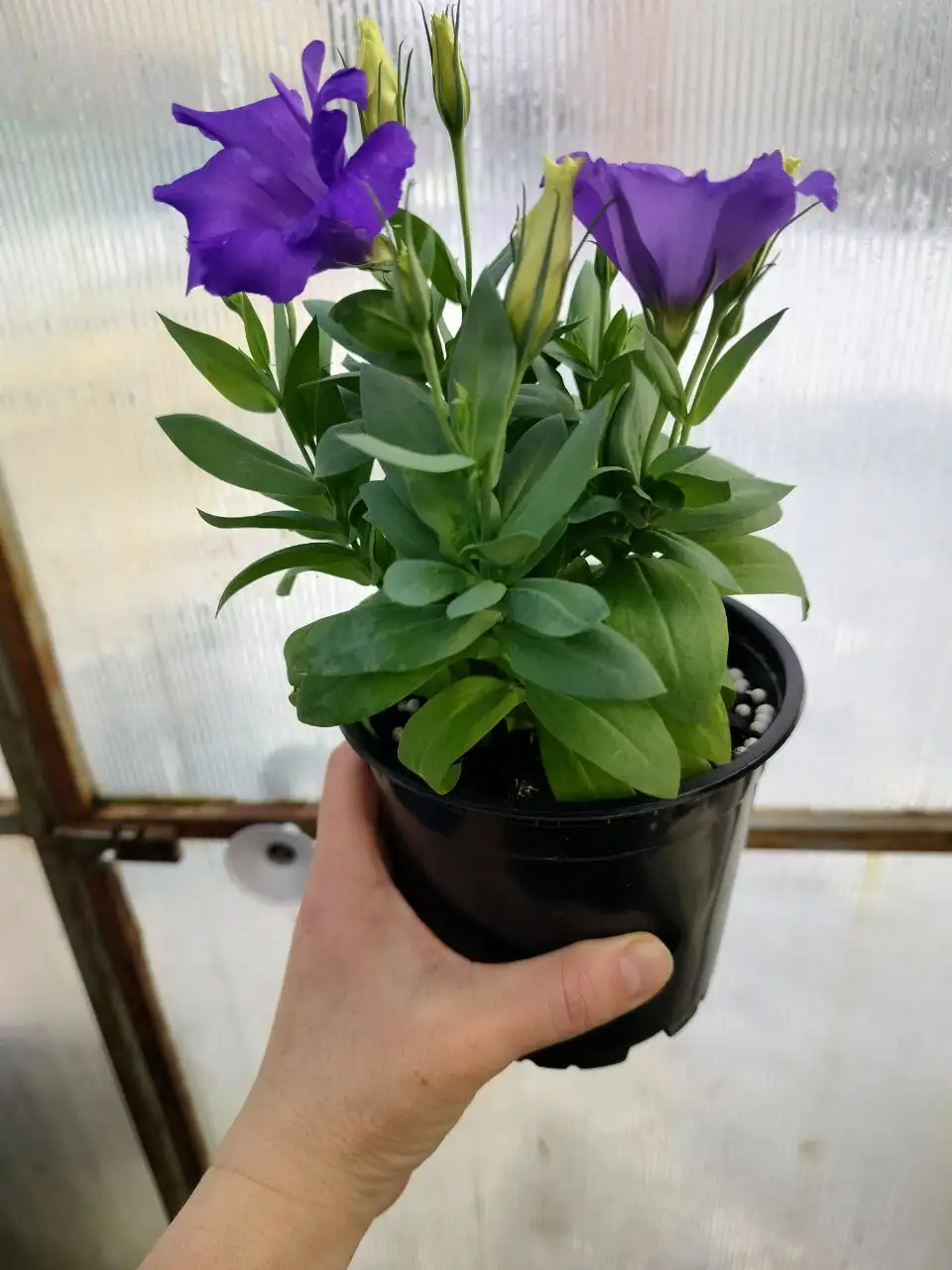 Эустома в кашпо 1 литр - Растения (Барахолка) в Оренбург