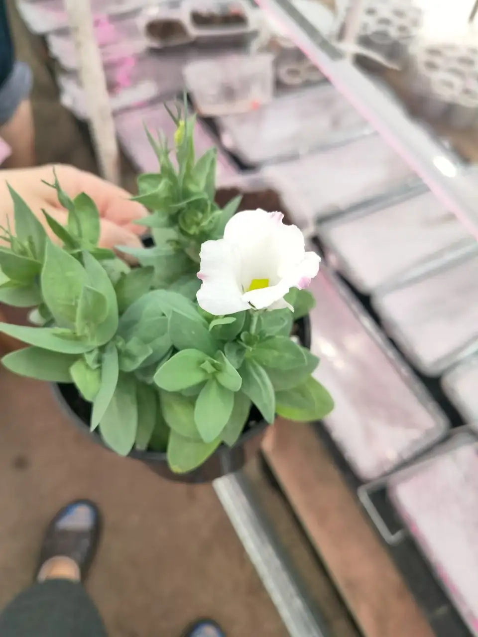 Продажа эустомы в кашпо - Растения (Хобби и отдых) в Оренбург