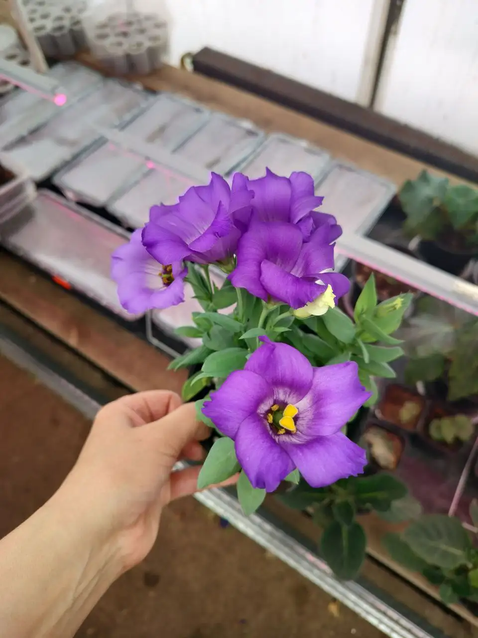 Продажа эустомы в кашпо - Растения (Хобби и отдых) в Оренбург