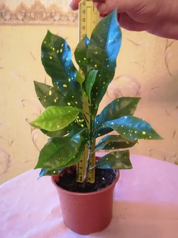 Кротон в активном росте - Развивающие игрушки в Оренбург