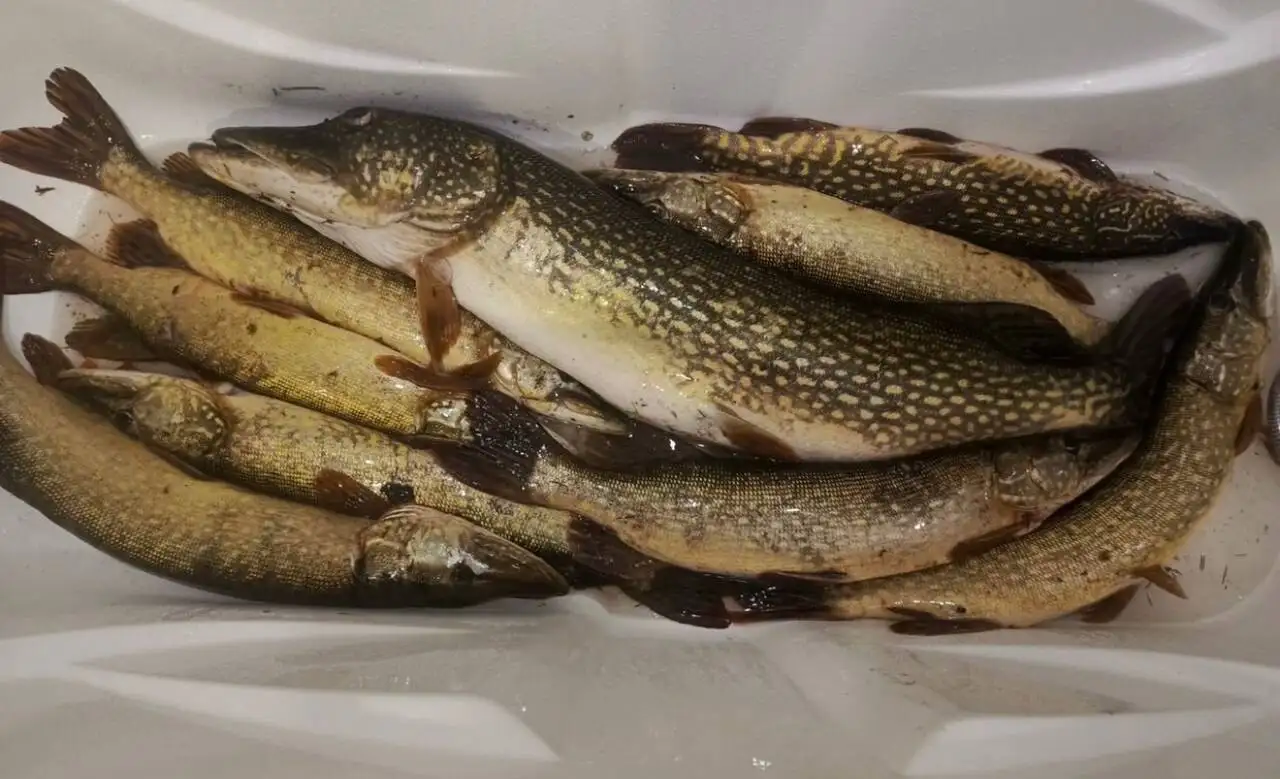 Свежая щука и карась с икрой - Продукты питания (Барахолка) в Оренбург