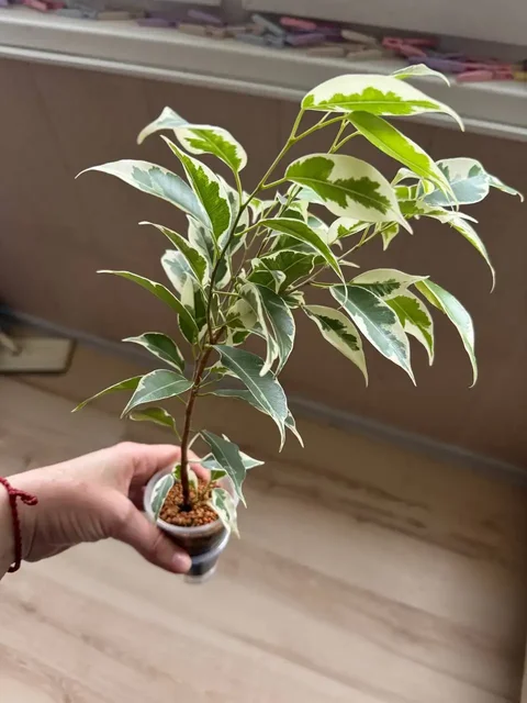 Продажа фикусов и пеларгоний - Спорт и фитнес в Оренбург