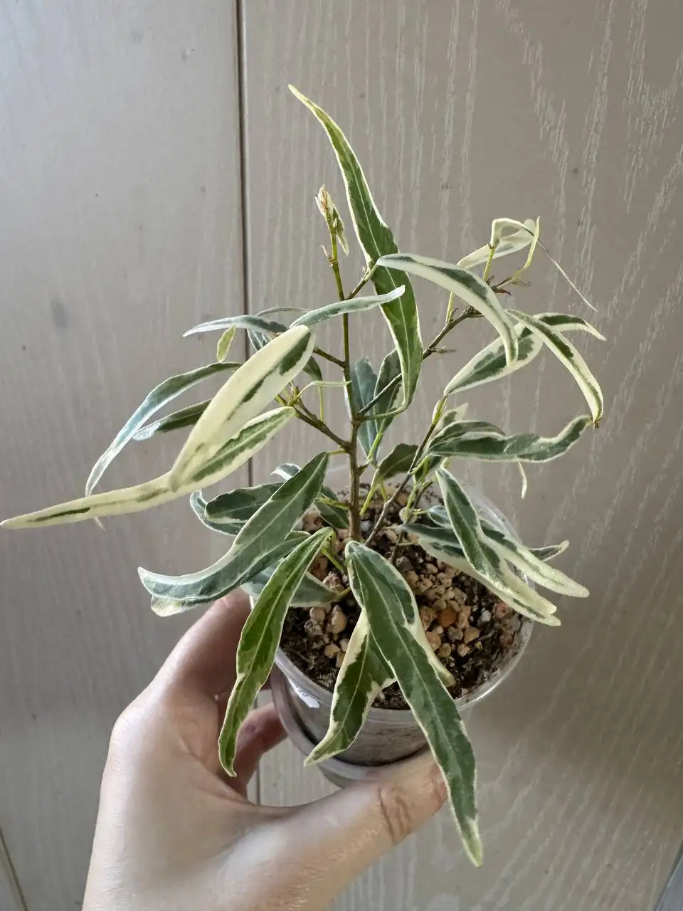 Продажа фикусов и пеларгоний - Растения (Хобби и отдых) в Оренбург