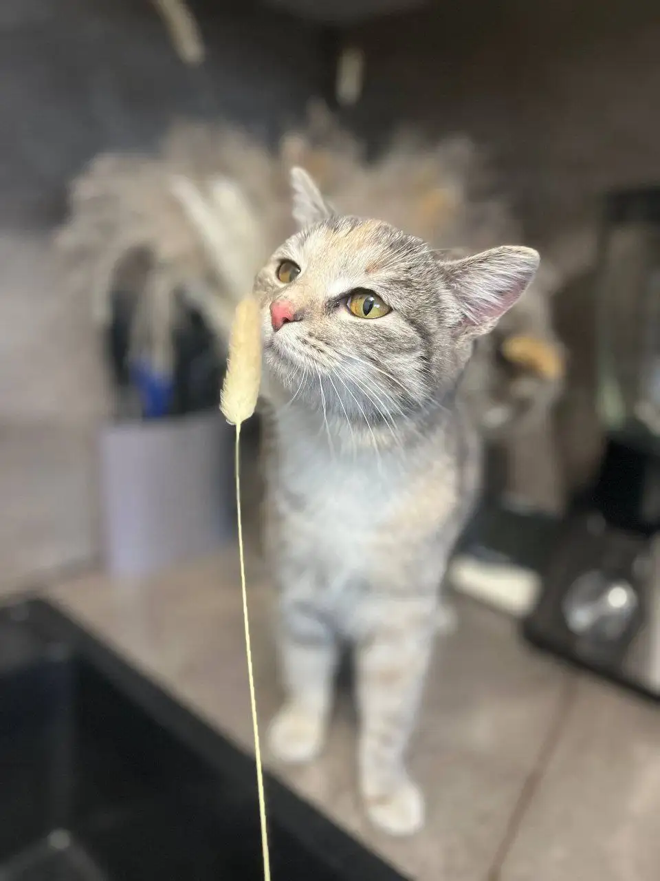 Пристройство молодой кошки, спасенной с улицы - Кошки (Животные) в Чита